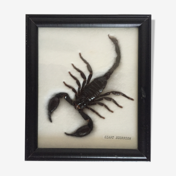 Scorpion naturalisé sous verre