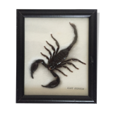 Naturalized Scorpion under glass