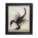 Scorpion naturalisé sous verre
