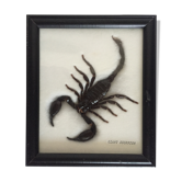 Naturalized Scorpion under glass