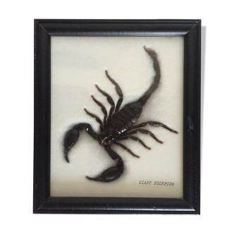 Naturalized Scorpion under glass