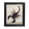 Naturalized Scorpion under glass