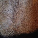 Goatskin