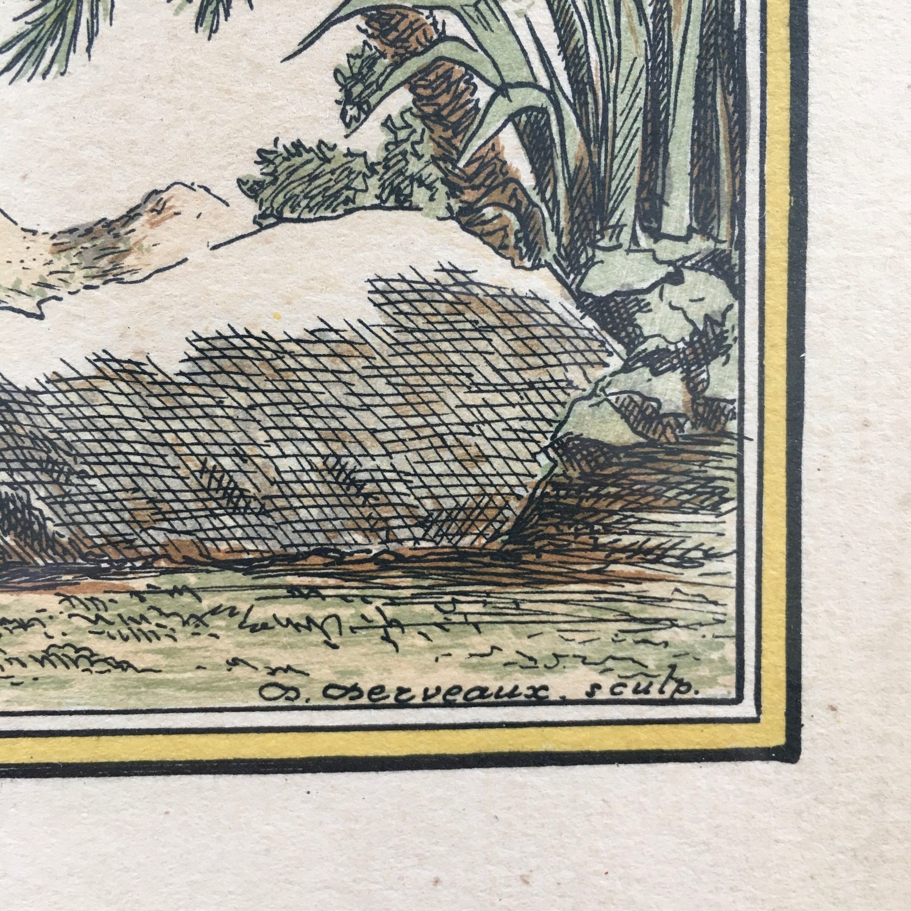 Illustration the bird of paradise