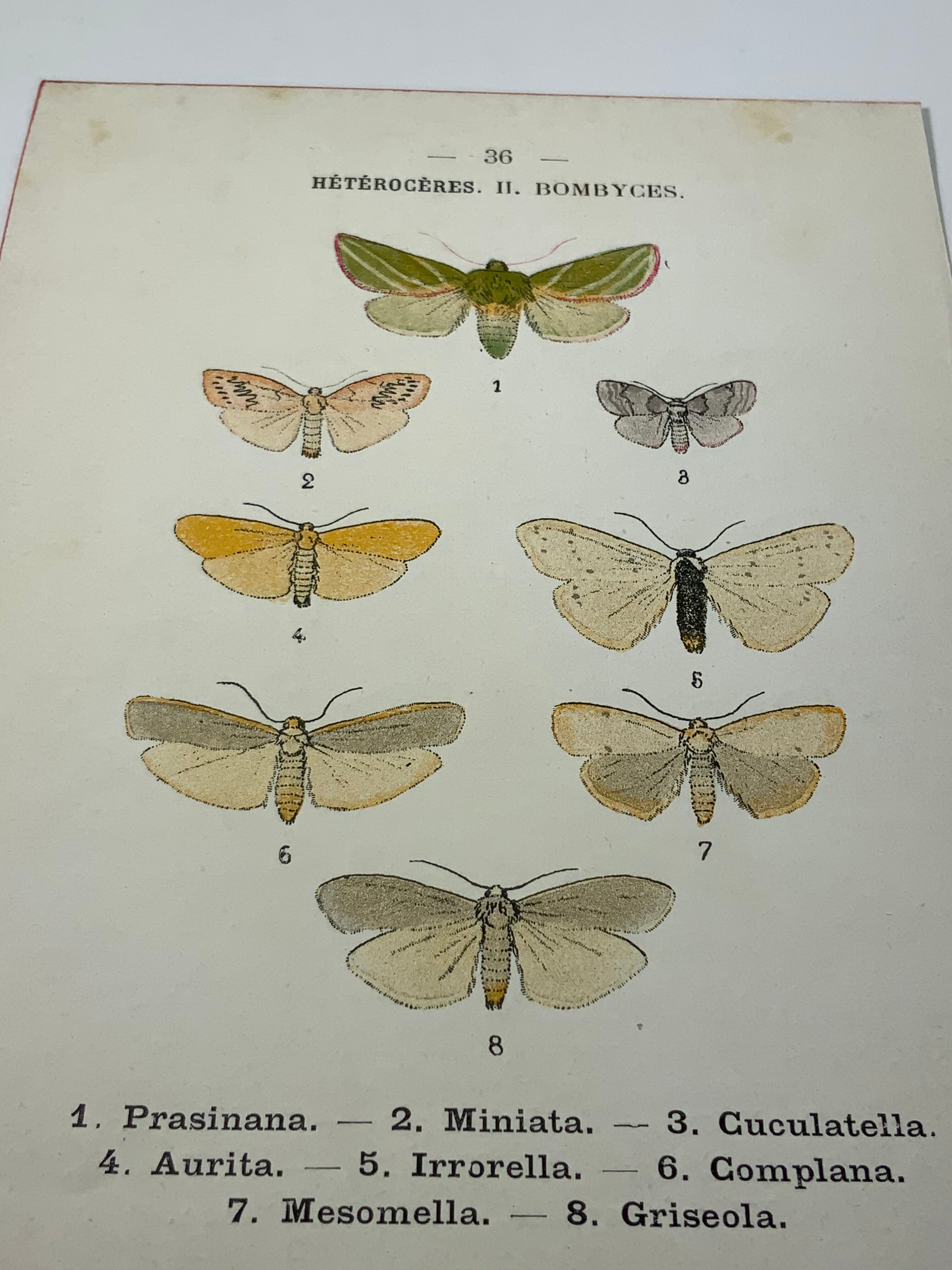 Gravure naturaliste 1903 lithographie papillons coloré main ouvrage ancien sur les deux faces
