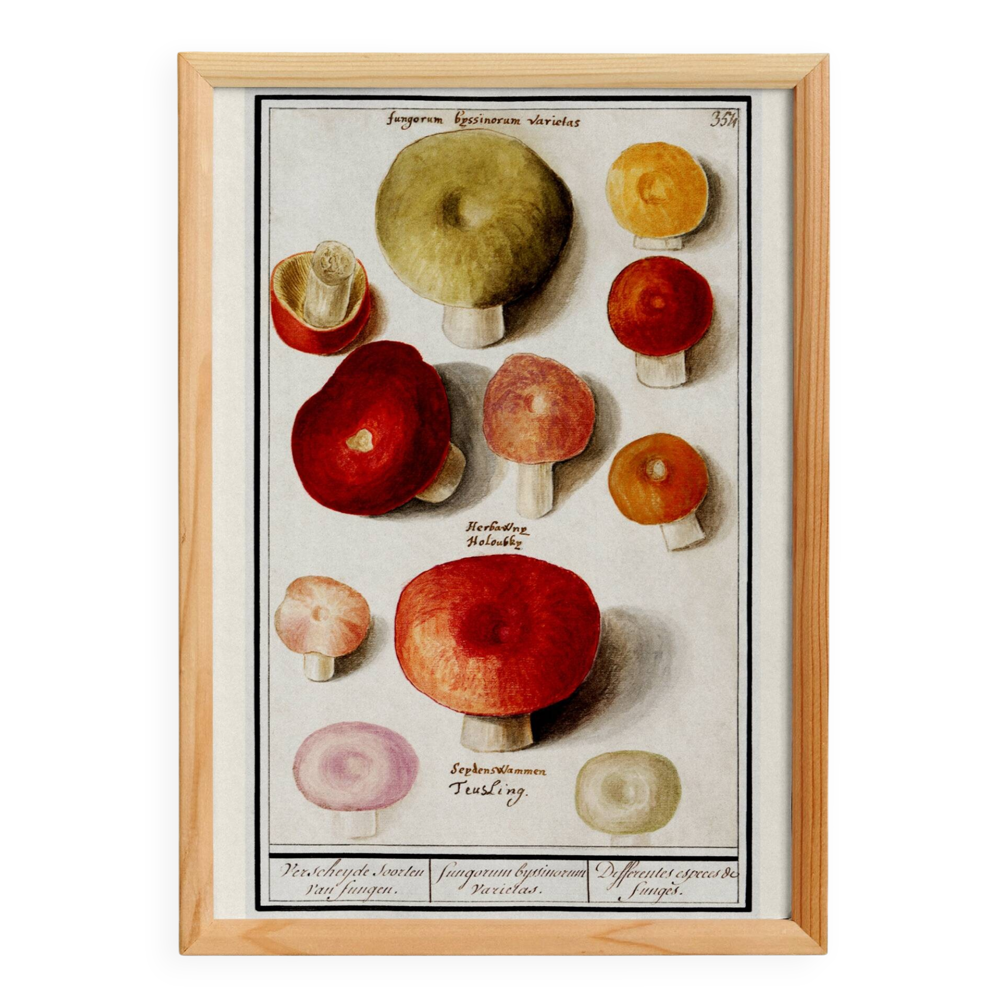 Small poster about mushrooms, based on an old engraving from 1610.