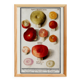 Petite affiche sur les champignons, d’après une gravure ancienne de 1610.
