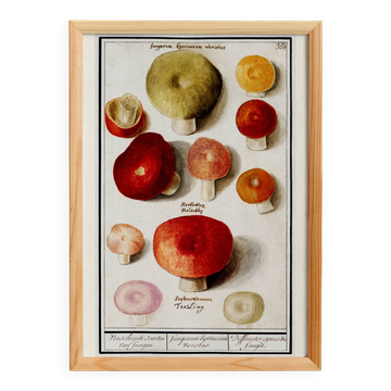 Small poster about mushrooms, based on an old engraving from 1610.