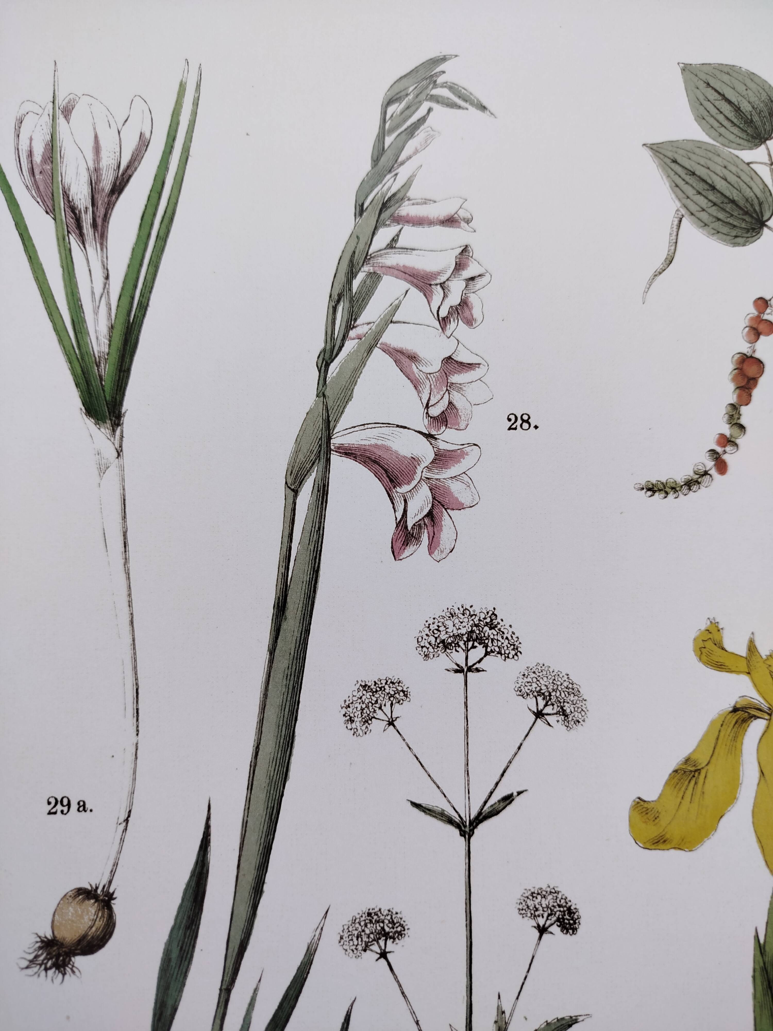 Plant poster based on an 1881 engraving "iris"