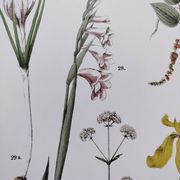 Affiche sur les plantes d'après une gravure de 1881 "iris"
