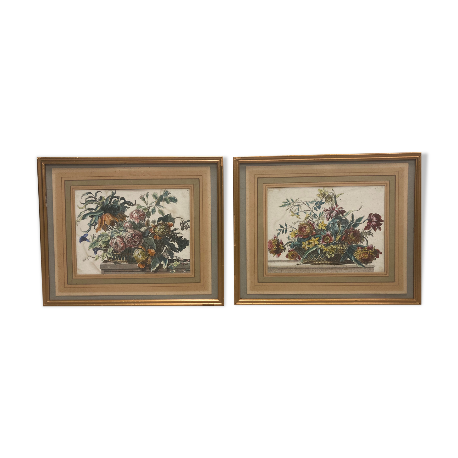 Pair of framed botanical boards