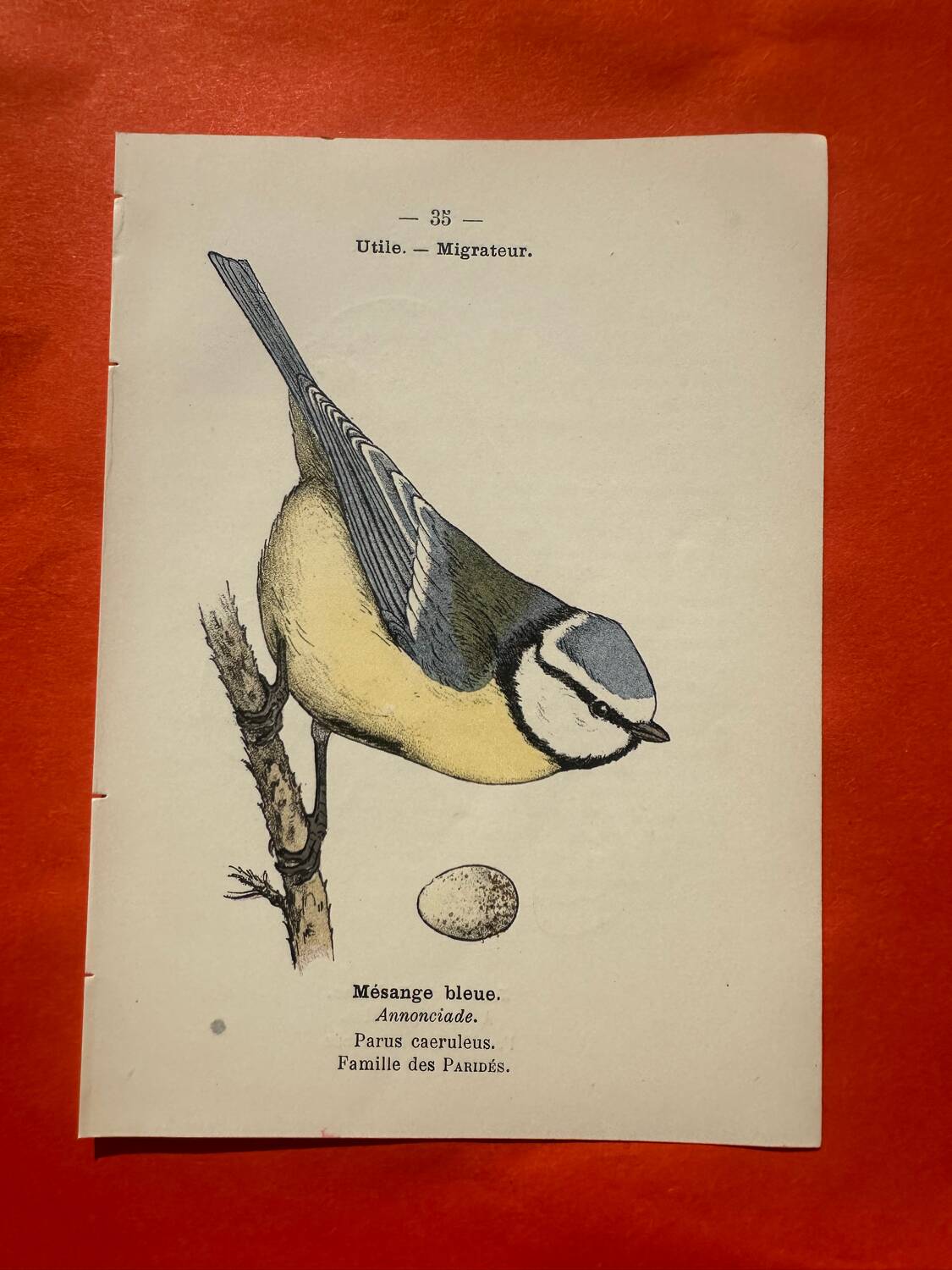 Botanical engraving birds double sided naturalist board