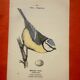 Botanical engraving birds double sided naturalist board