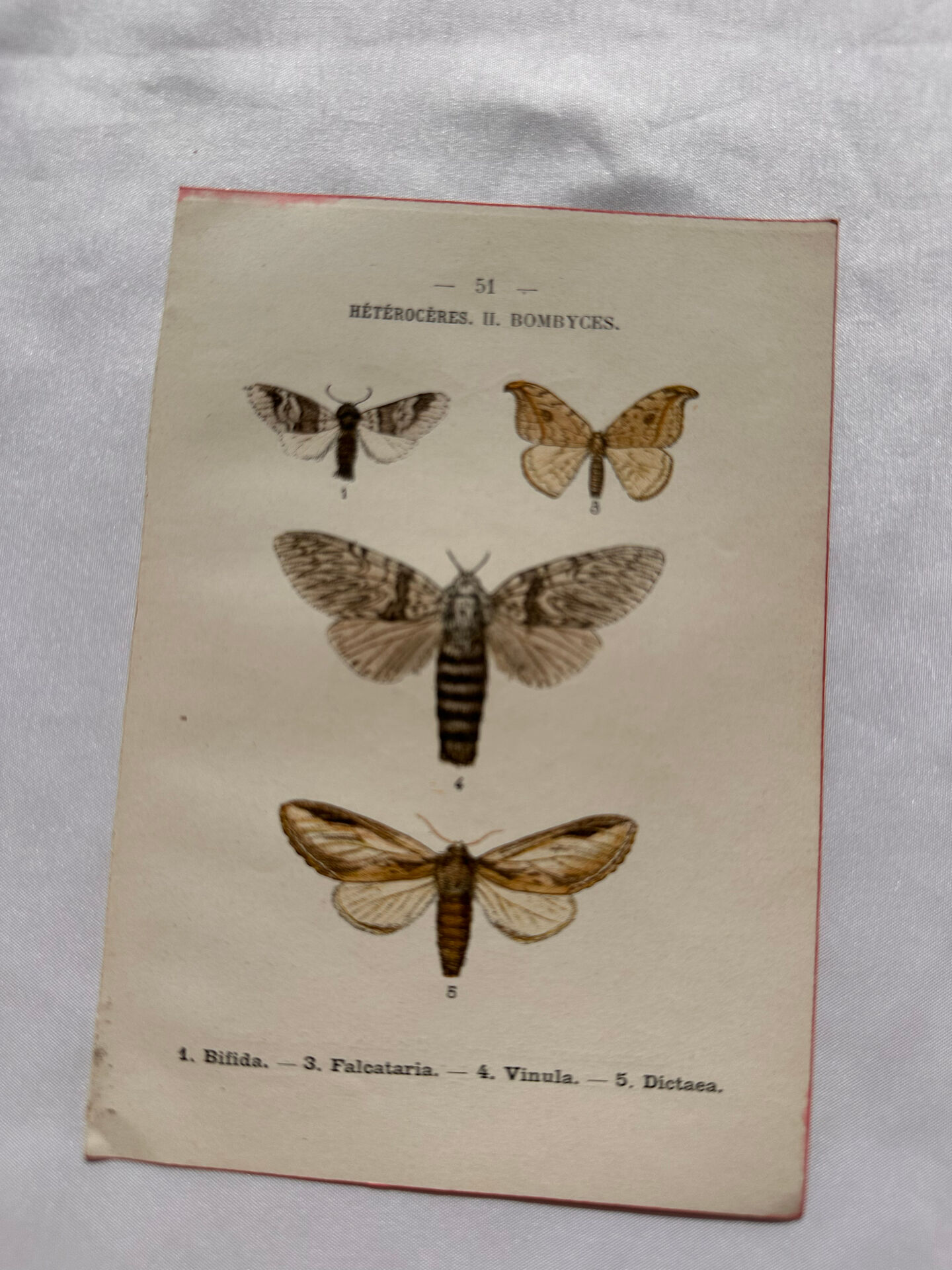 Naturalist engraving Butterfly 19th-century original botanical poster 1800