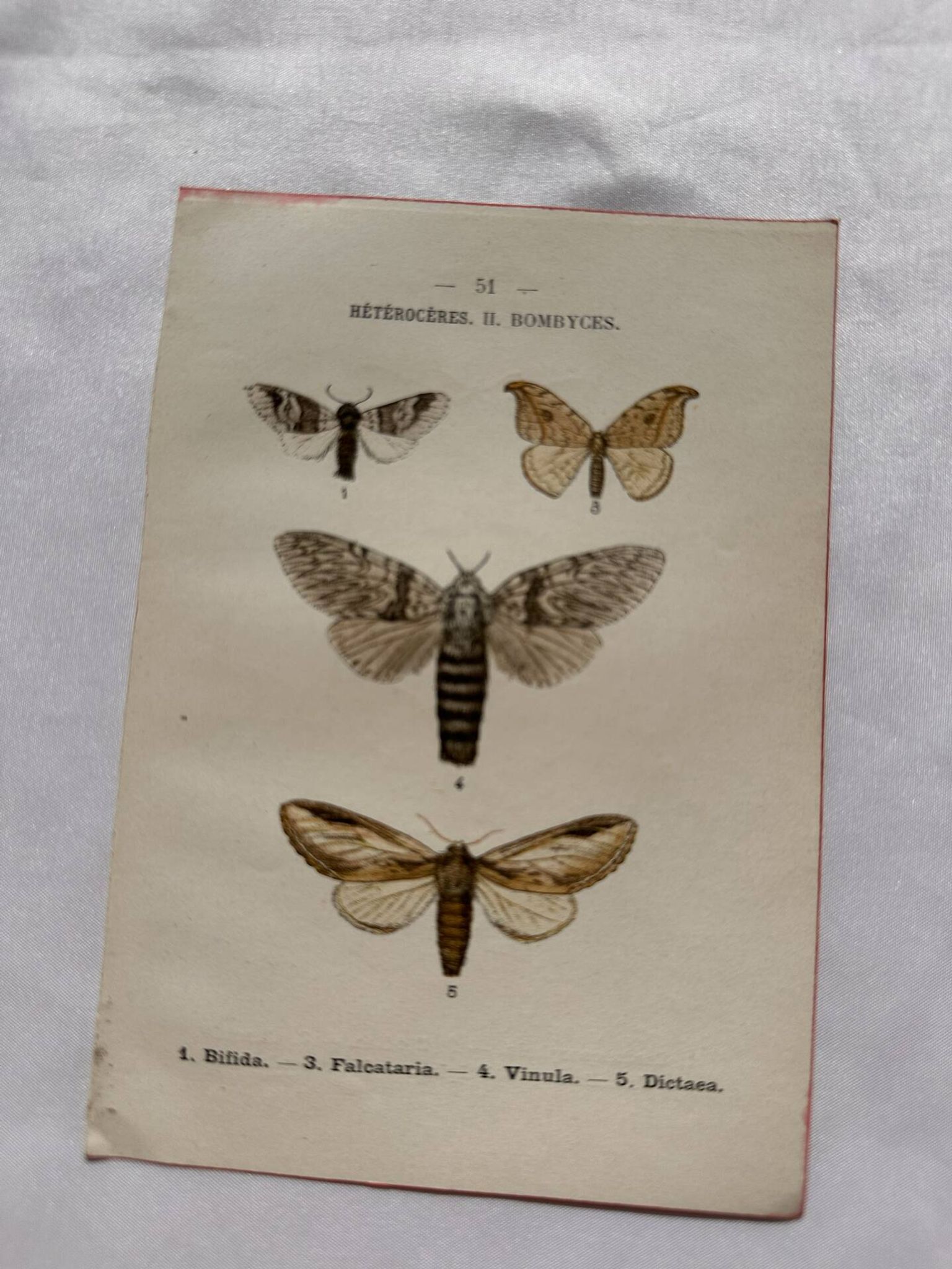 Naturalist engraving Butterfly 19th-century original botanical poster 1800