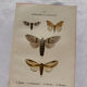 Naturalist engraving Butterfly 19th-century original botanical poster 1800