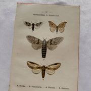 Naturalist engraving Butterfly 19th-century original botanical poster 1800