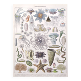 Lithograph plate world of the sea oceanography 1900