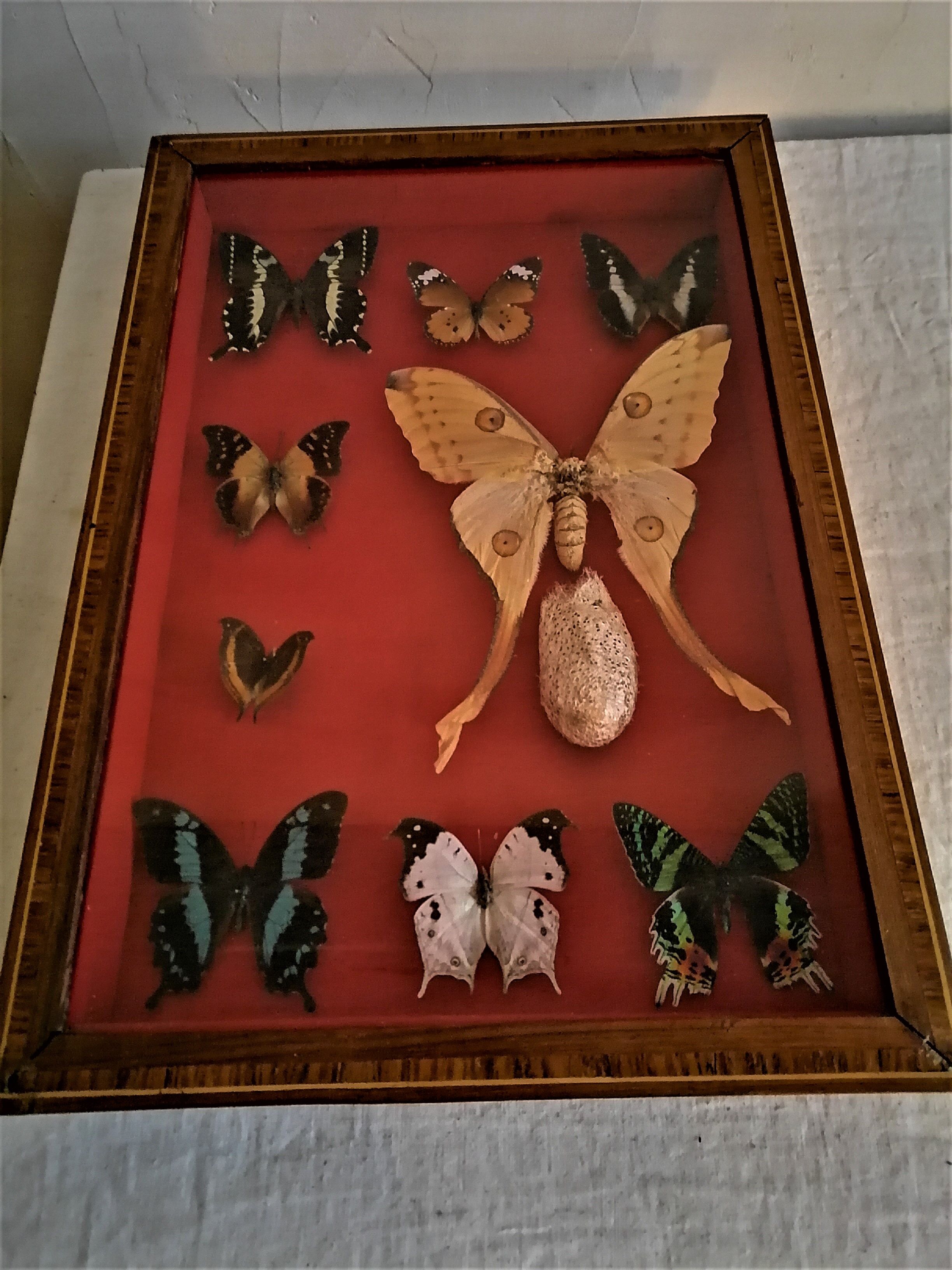 Curiosity, entomology, taxidermy, 9 butterflies