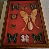 Curiosity, entomology, taxidermy, 9 butterflies