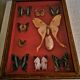 Curiosité, entomologie, taxidermie, 9 papillons