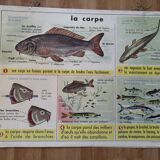Rossignol educational poster