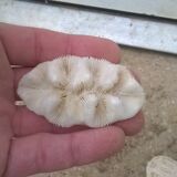 Ensemble de 7 corail blanc vintage