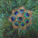 Eventail peacock feathers debut XXeme