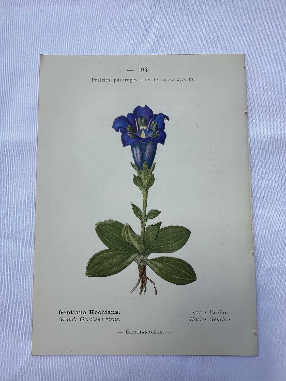 Botanical plate France 1800 vintage naturalist engraving double-sided
