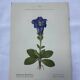 Botanical plate France 1800 vintage naturalist engraving double-sided