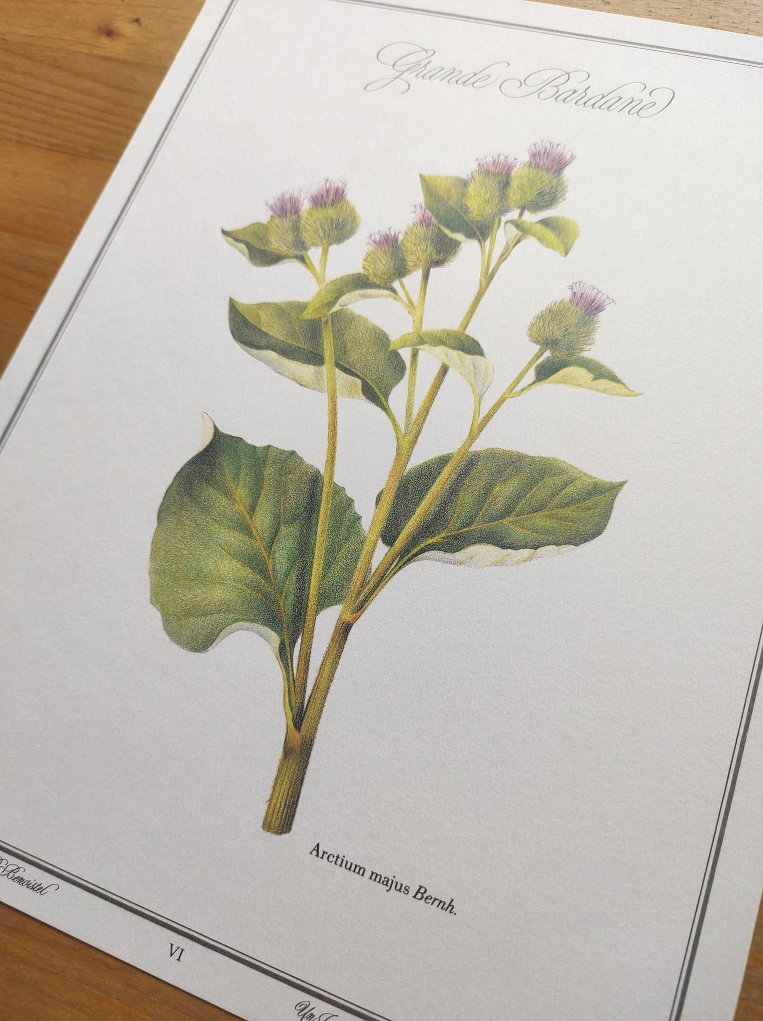 Botanical illustration -Great Burdock- Board of medicinal and wild plants