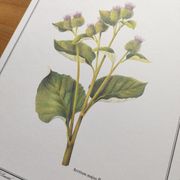 Botanical illustration -Great Burdock- Board of medicinal and wild plants