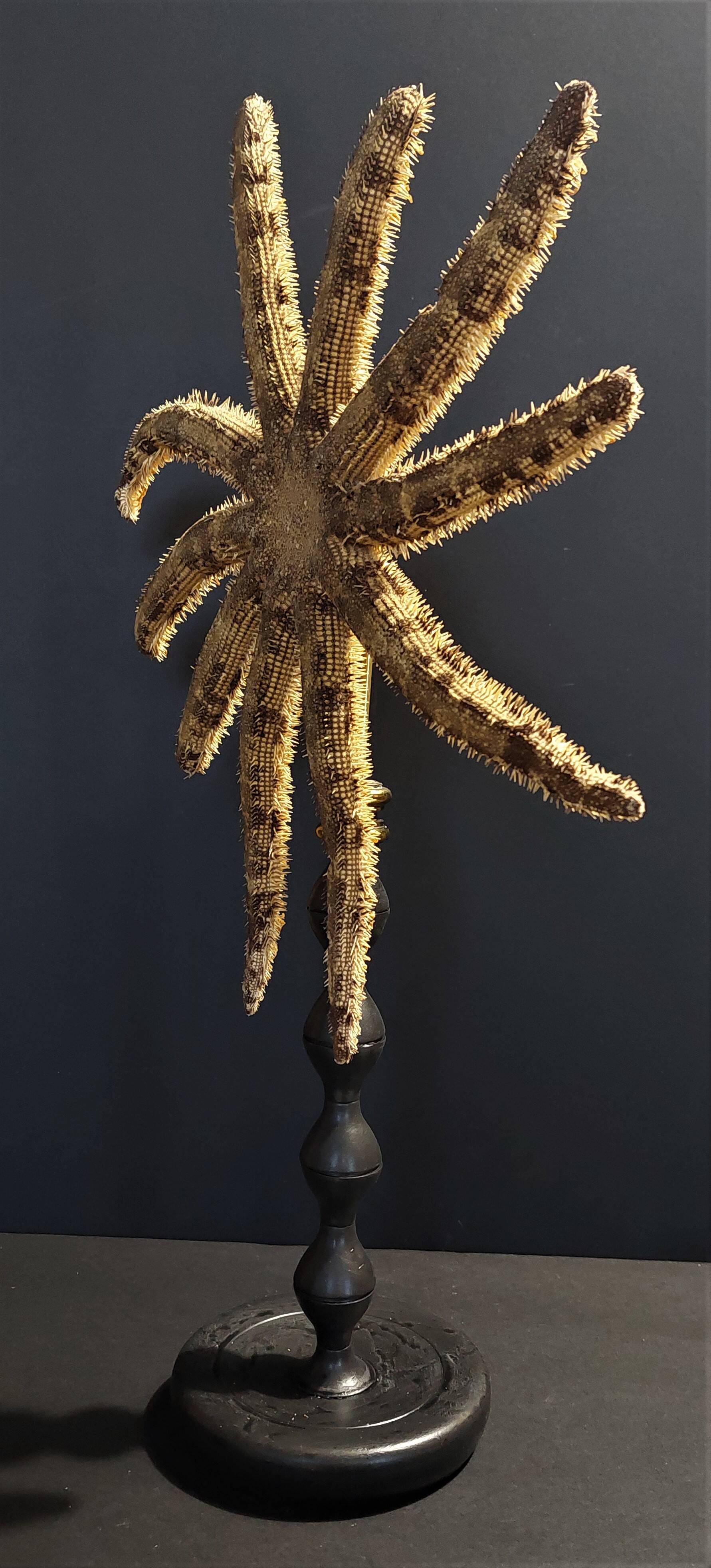 Cabinet de Curiosités étoile de mer luiduia magnifica sur socle