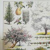 Lithographie sur les arbres fruitiers de 1928 "verger"