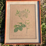 Anncienne gravure botanique rosier