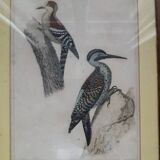 Old bird engraving