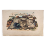 Old engraving from 1839 - Rays - Hand-colored zoological plate. lithograph