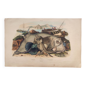 Old engraving from 1839 - Rays - Hand-colored zoological plate. lithograph