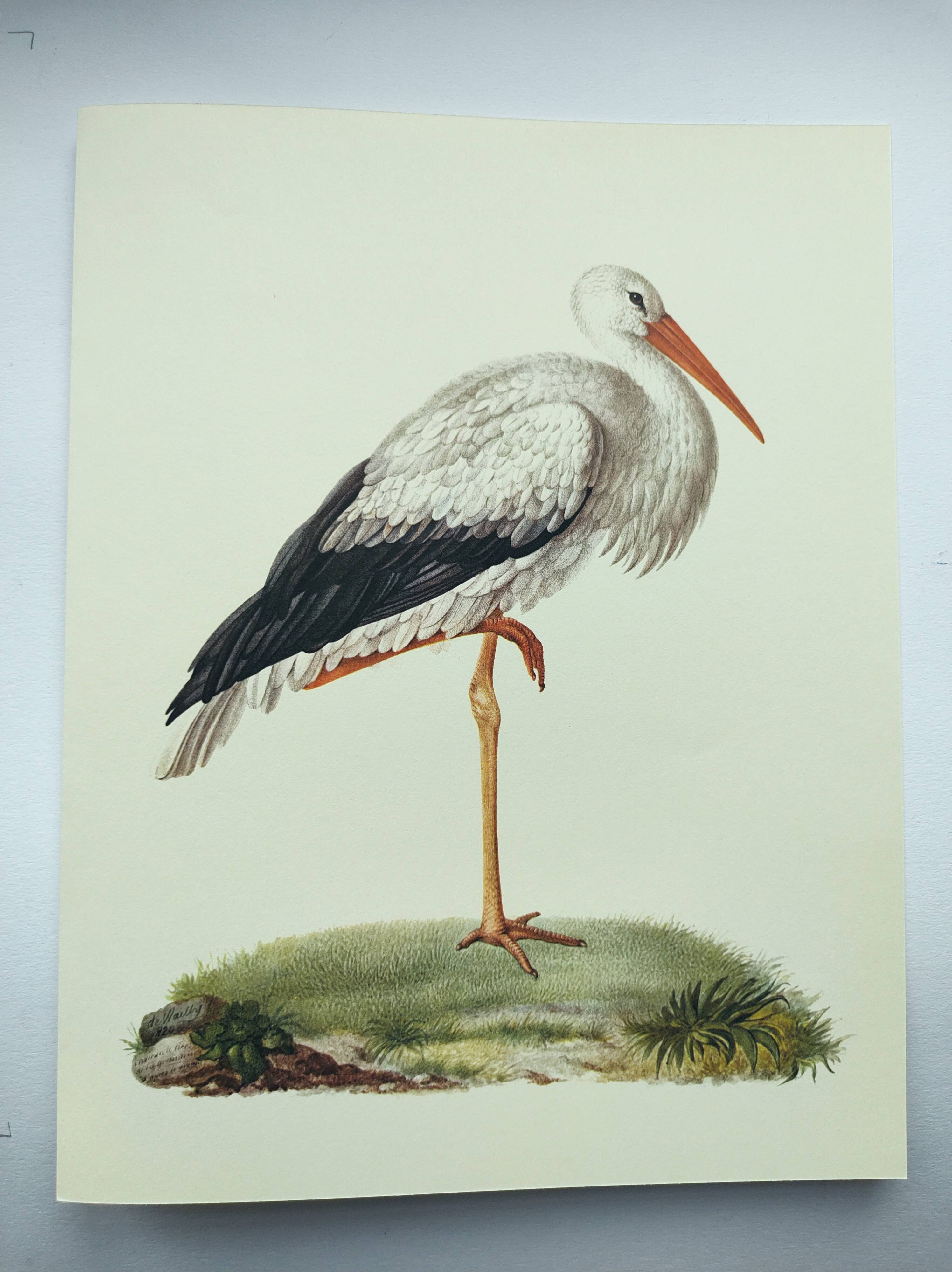 Old plate - White stork - Vintage zoological and ornithological illustration from 1970. Bird