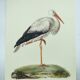 Old plate - White stork - Vintage zoological and ornithological illustration from 1970. Bird