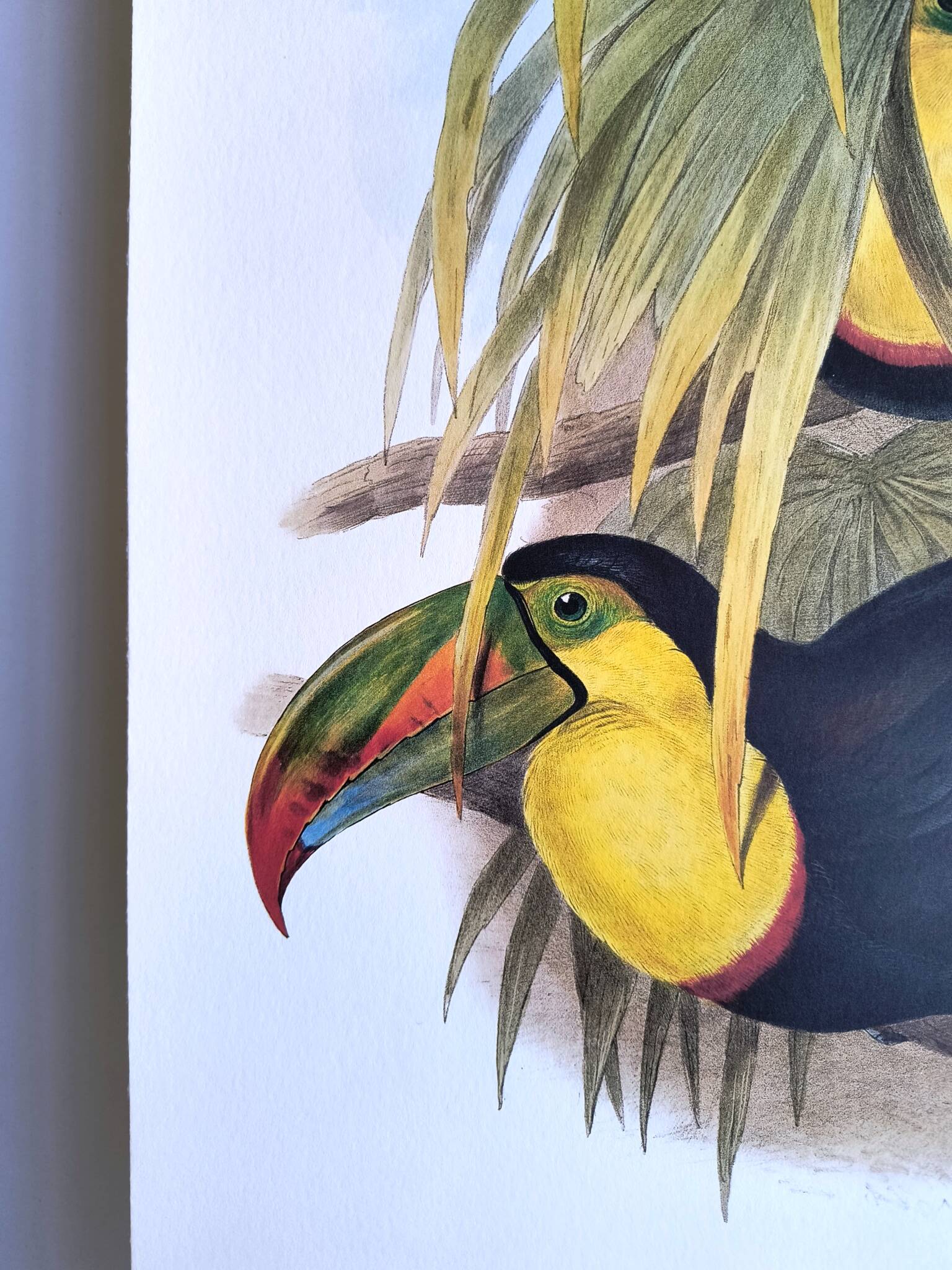 Illustration. Keel-billed Toucan by J. Gould – 33x49 cm – Antique bird print