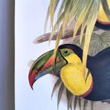 Illustration. Keel-billed Toucan by J. Gould – 33x49 cm – Antique bird print