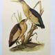 Old bird plate from the 1960s - Bittern - Zoological and ornithological illustration