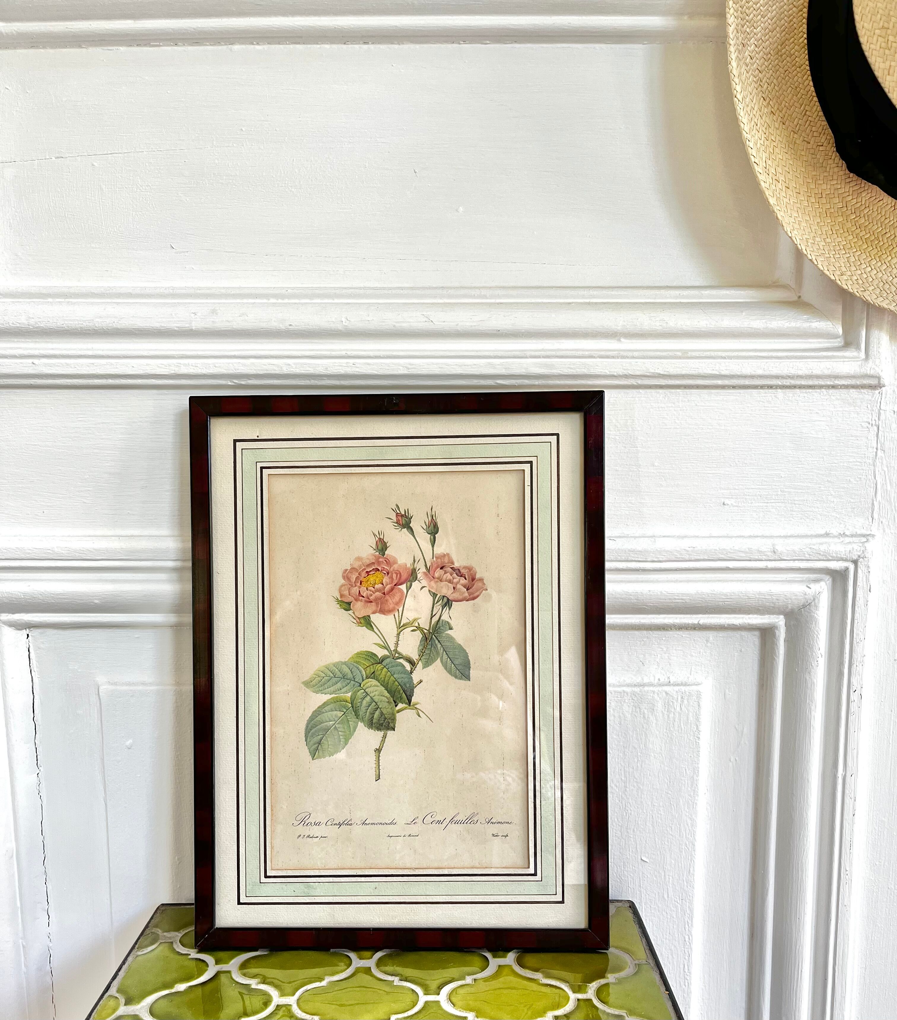 Botanical plate P-J feared Rosa centifolia Anemonoides