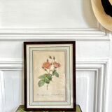 Botanical plate P-J feared Rosa centifolia Anemonoides