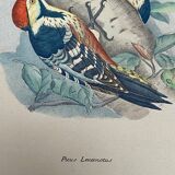Ornithological plate J.G. Keulemans "Picus Leuconotus"