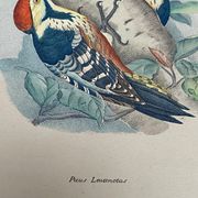 Planche Ornithologique J.G. Keulemans "Picus Leuconotus"