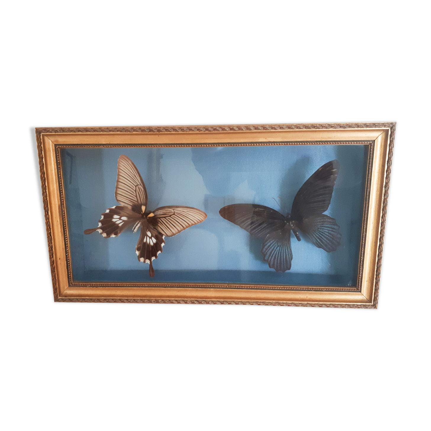 Butterflies naturalized under glass