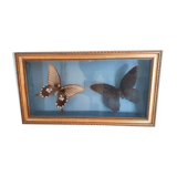 Butterflies naturalized under glass