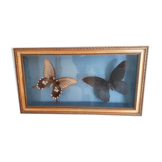 Butterflies naturalized under glass